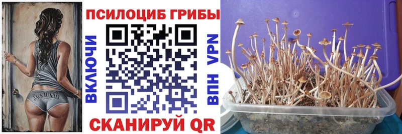Купить где  Касли  Псилоцибиновые грибы Cubensis 